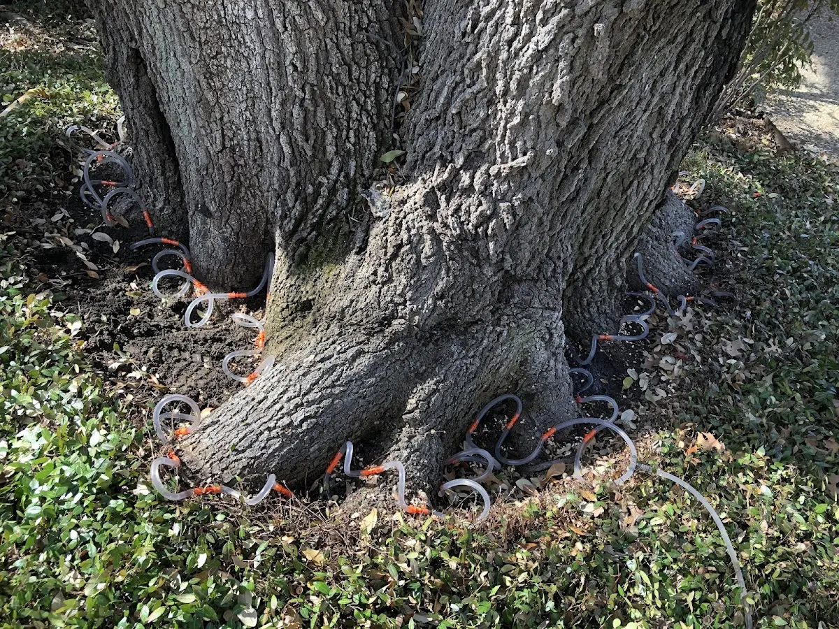 Detailed Tree Cabling and Bracing job site in Bruneau